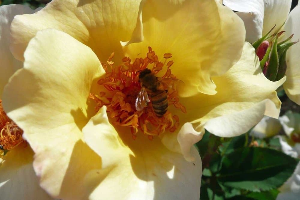 Honeybee on a flower