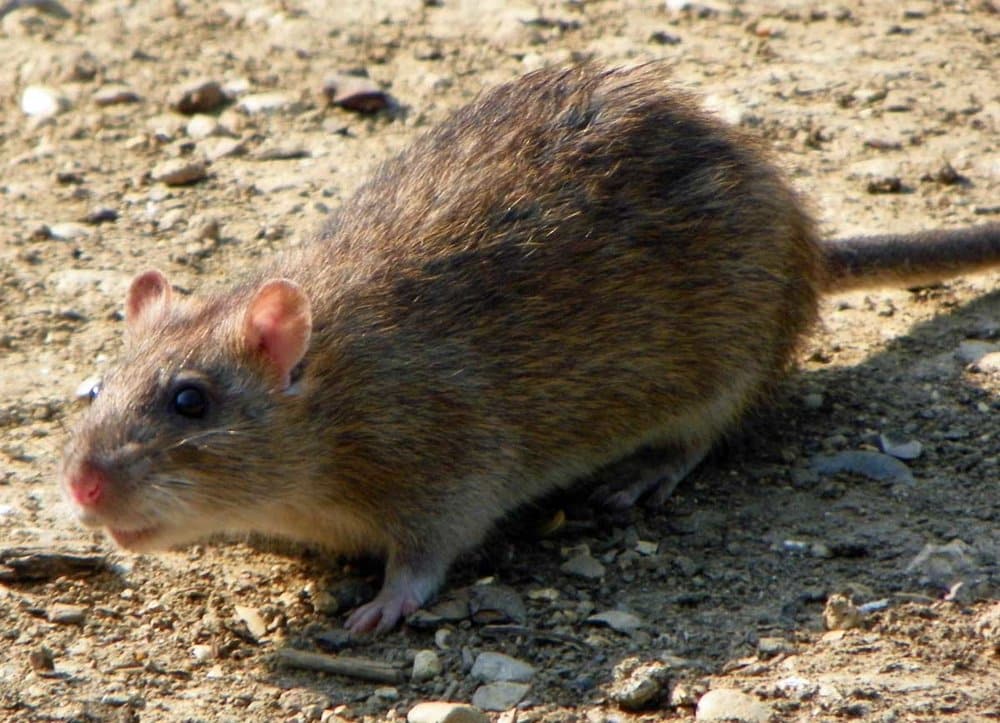 Brown mouse