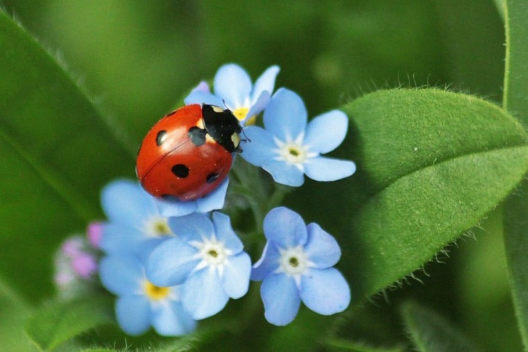 Ladybug on blue flowers