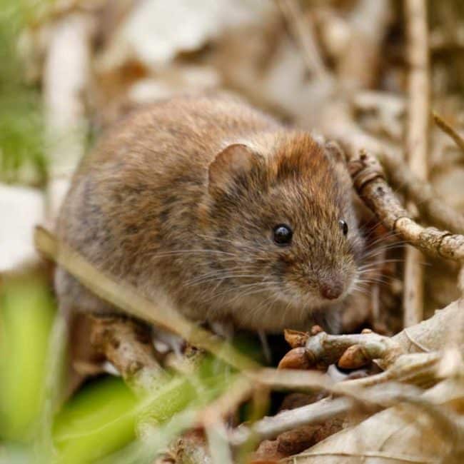 Vole