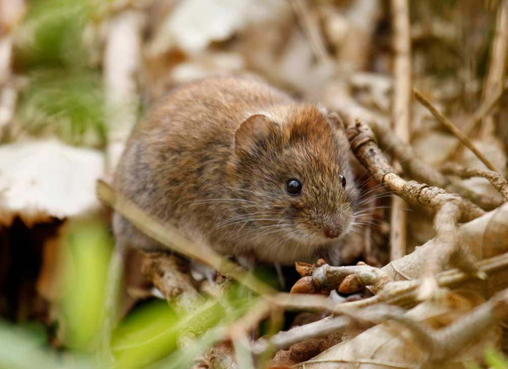 Trapping Vole Tips
