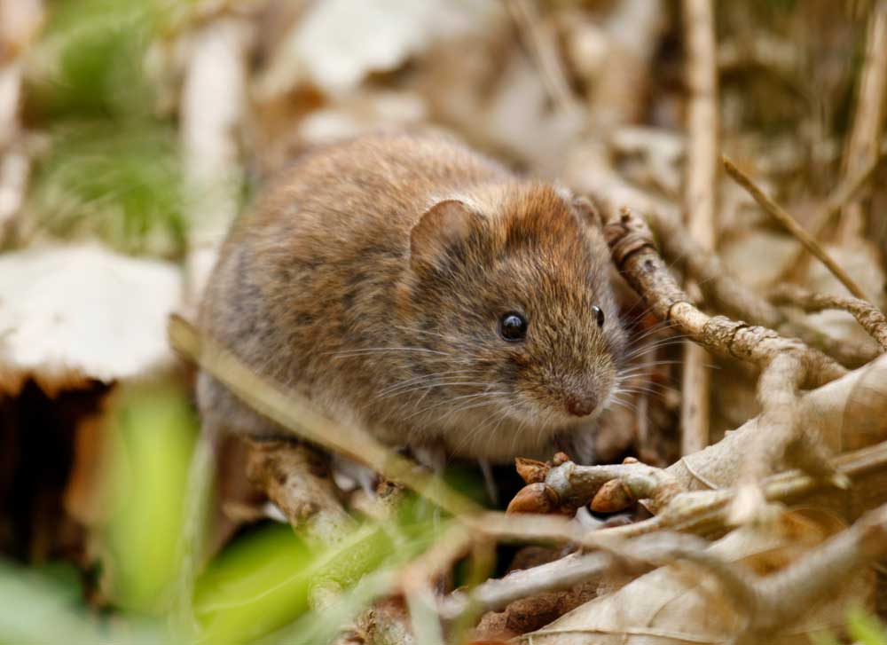 Get rid of voles (meadow mice) Voles YardSmartMarin