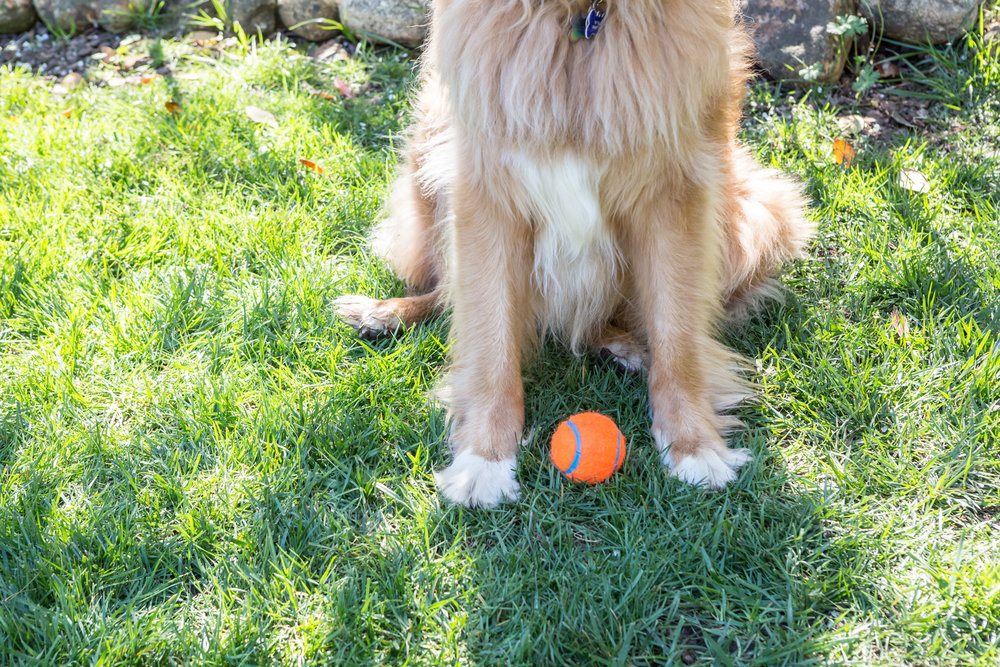 Dog with a ball