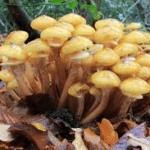 Armillaria