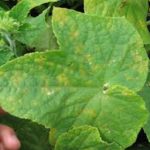 Downy Mildew