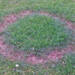 Fairy Ring