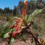 Peach Leaf Curl