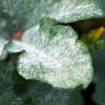 Powdery Mildew