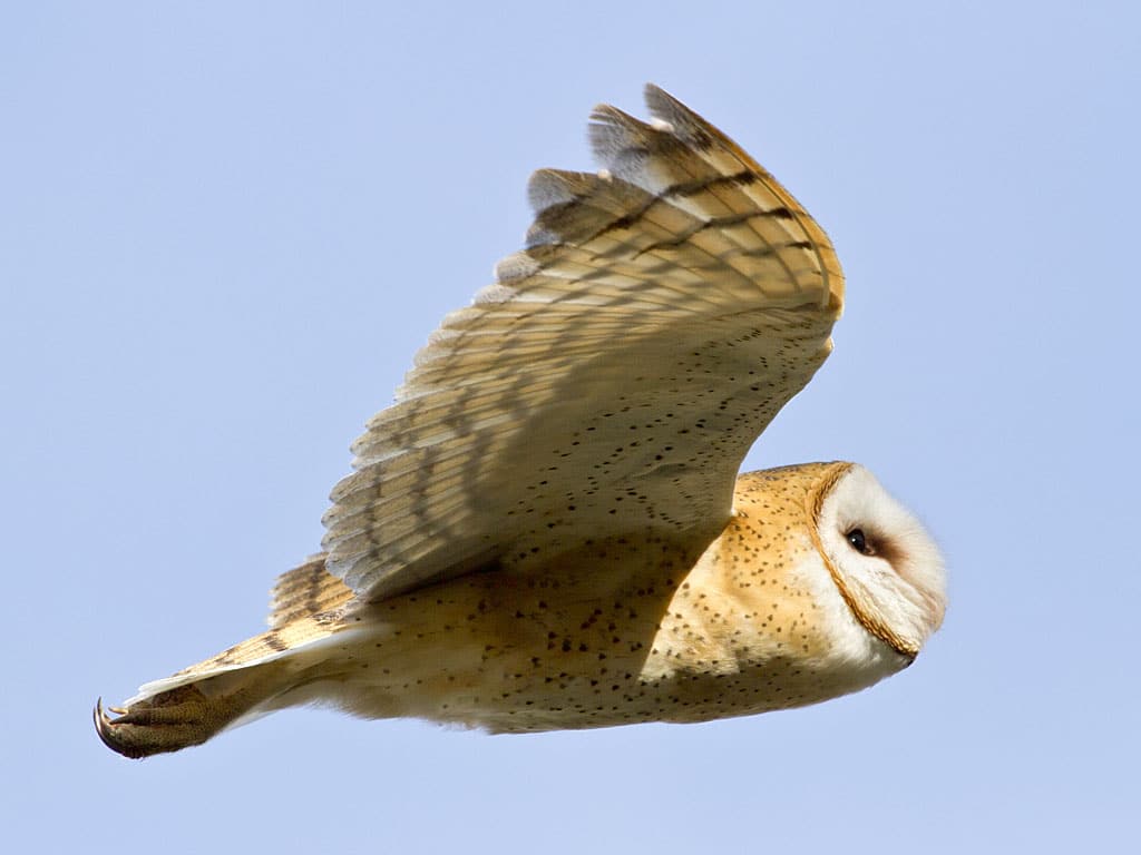 Raptors like owls and hawks are a great way to get rid of rats.