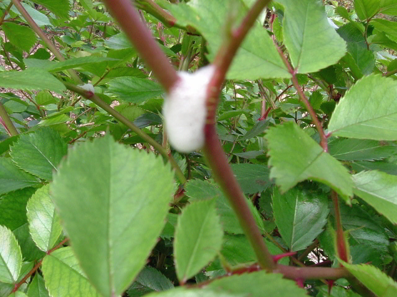 What’s that foamy stuff on my roses? YardSmartMarin