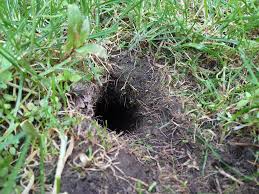 Vole hole/entrance to vole burrow