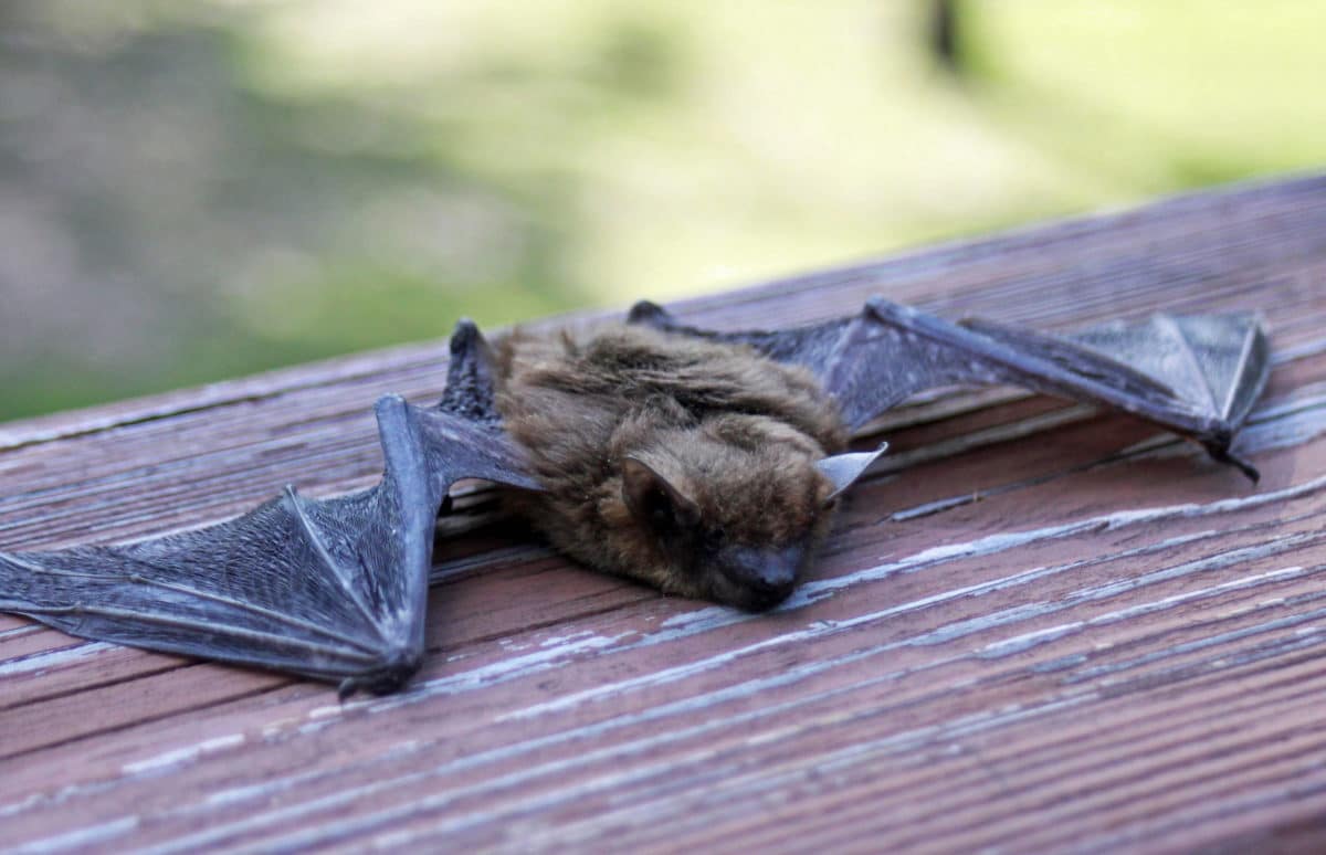 BugEating Bats Help Control Garden Pests and More! YardSmartMarin