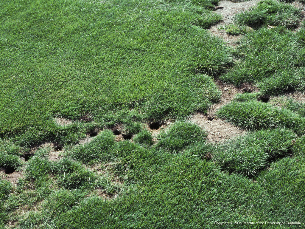 Dead areas shaped like lines in a lawn