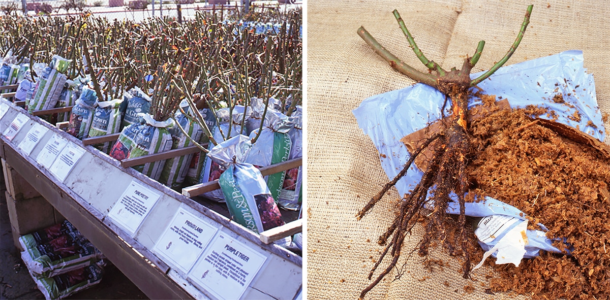 Make Plant Choices to Prevent Pests and Disease YardSmartMarin