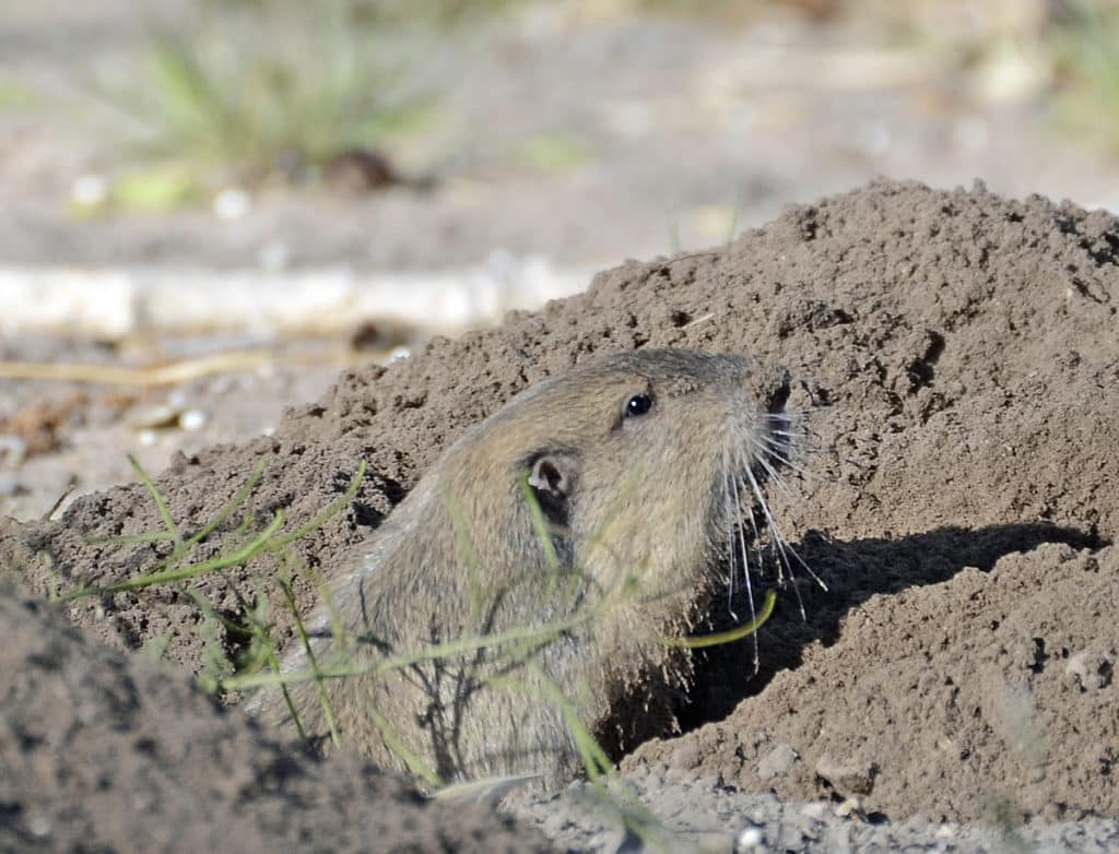 Gopher peeking out from tunnel