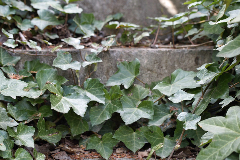Rats love ivy and other dense ground covers where they can hide from predators.