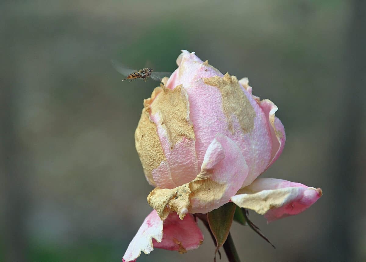A Rainy Season Blight for your Roses YardSmartMarin