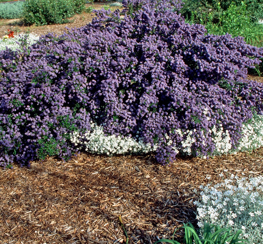 Prevention is the best Way to Manage Weeds YardSmartMarin