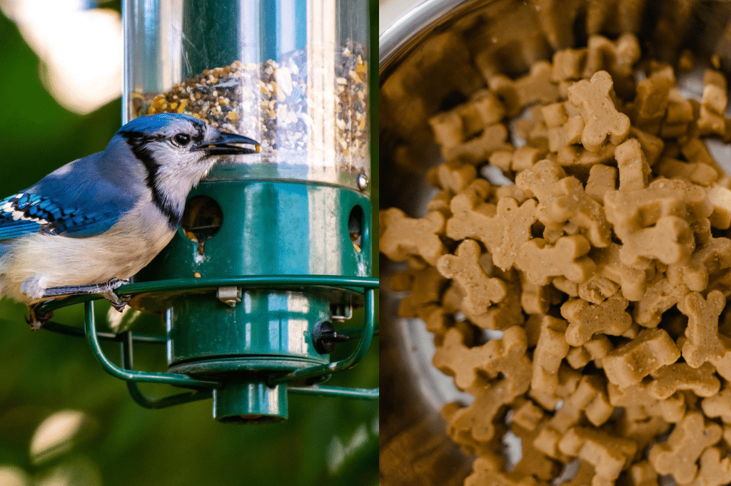 Bird feeder and pet food (common attractants for mice)