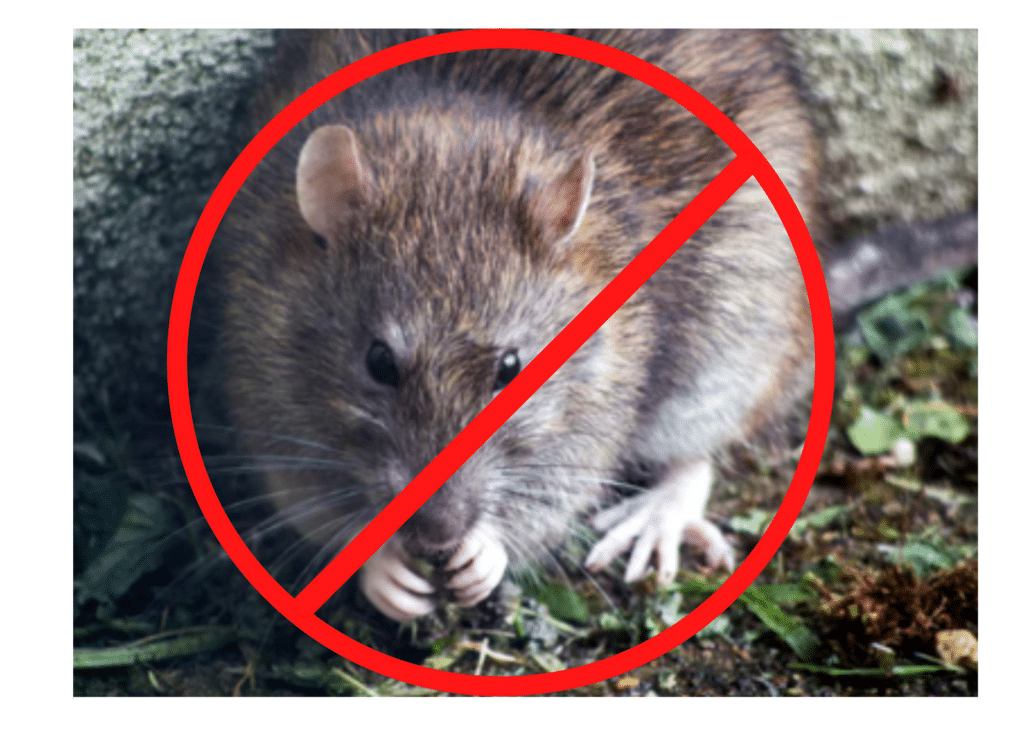 Rats cause big problems. You want to get rid of them!