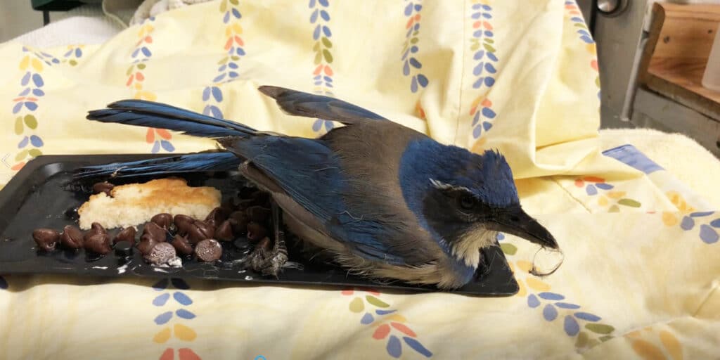 bird stuck in a glue trap intended for a mouse