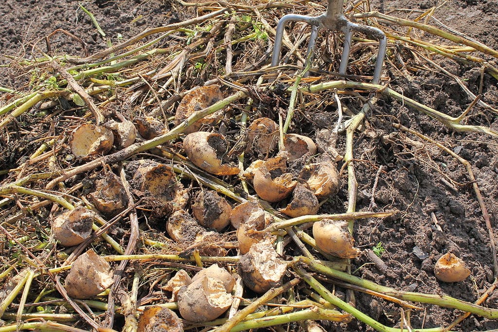 Potato harvest destroyed by voles