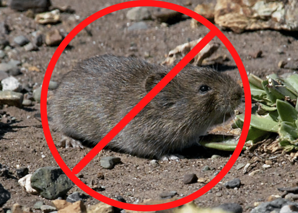 Vole with a red circle and slash through it