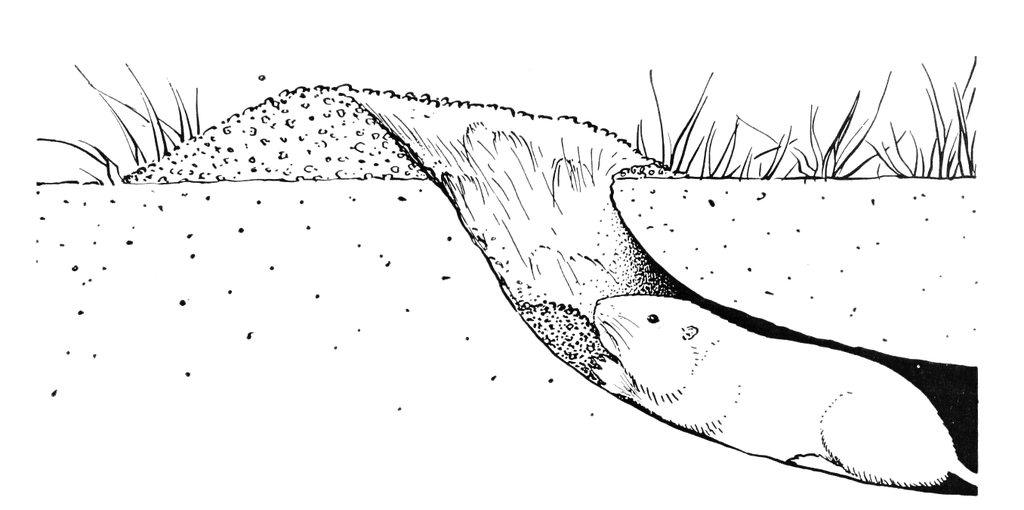 Drawing of a gopher in his tunnel, pushing dirt out to make a mound