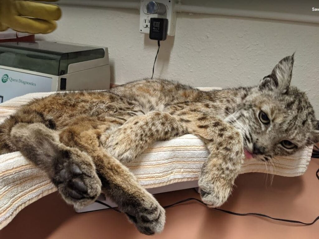 Bobcat poisoned by rodenticides (poison bait)