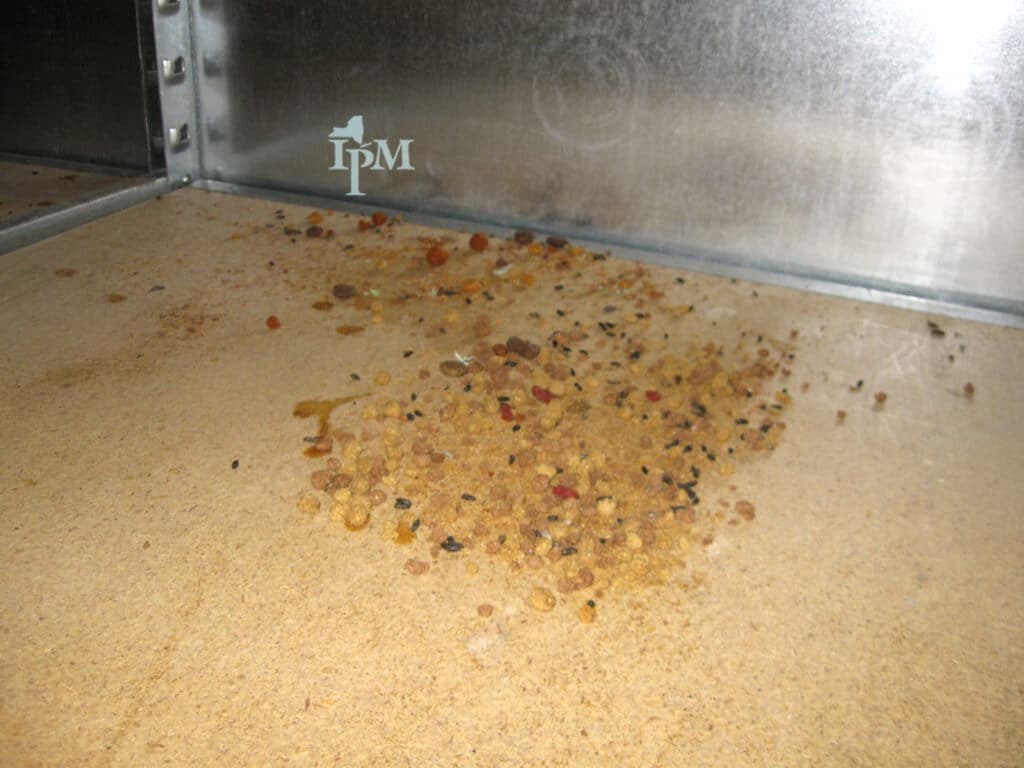 Spilled food with mouse droppings and urine