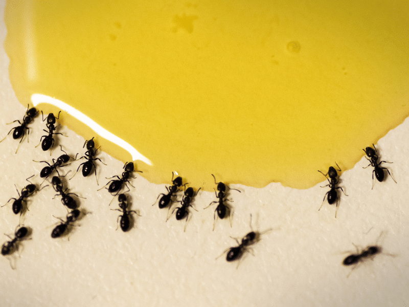 ants drinking from a spill