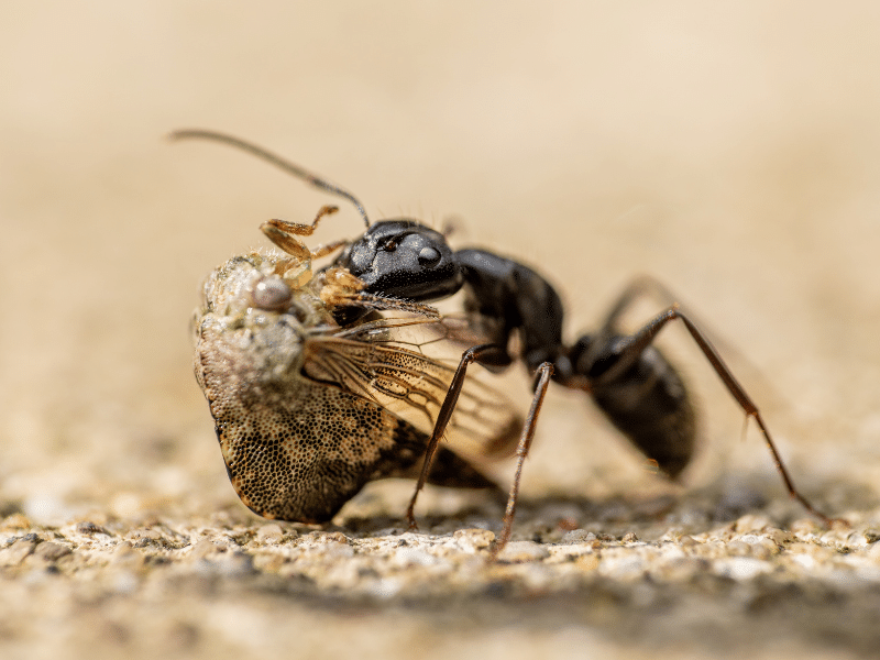 Ant eating dead insect