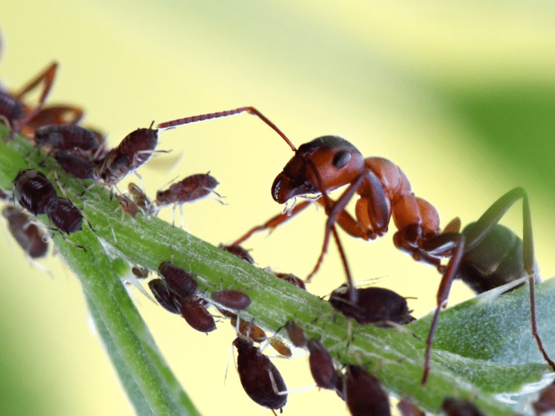 ant farming aphids