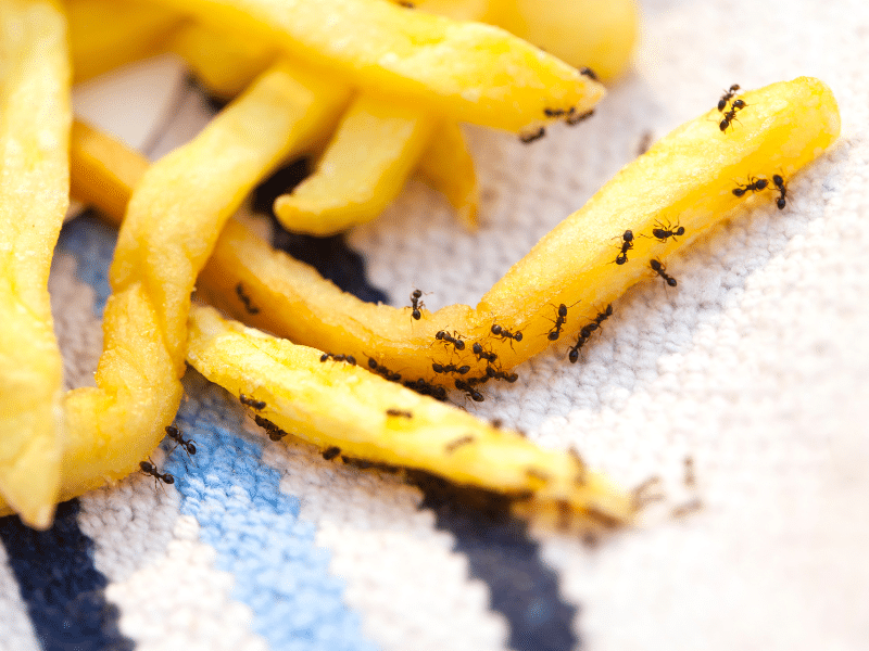 ants on french fries