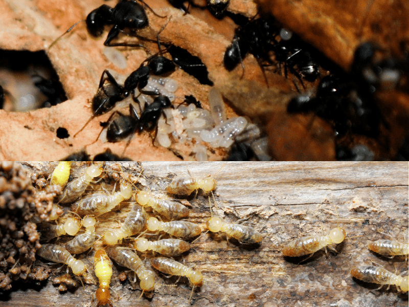 carpenter ants and termites