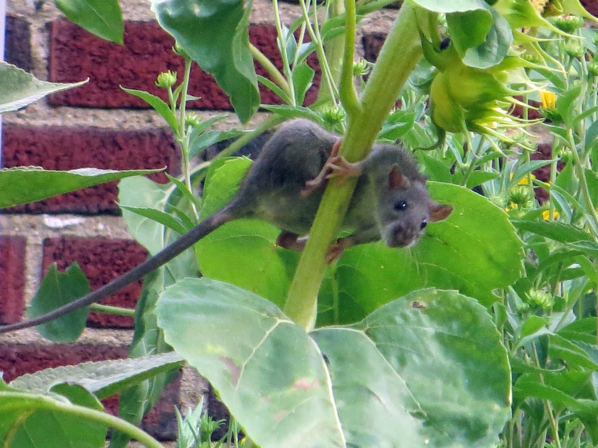 It’s Rodent Awareness Week - YardSmartMarin