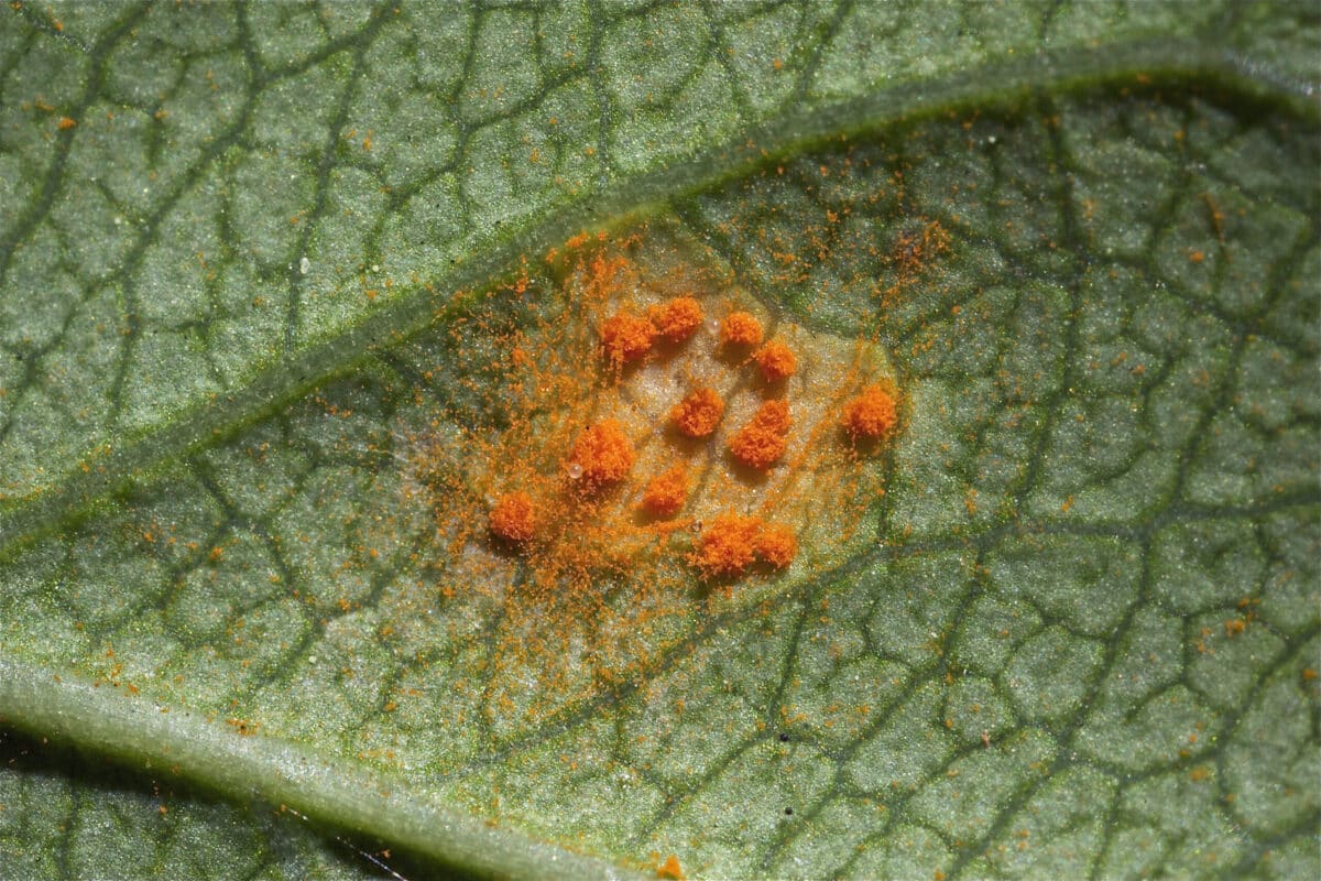 Prevent rust from getting established in your yard - YardSmartMarin